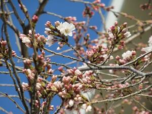 桜の開花