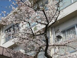 事務室前の桜