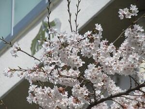 事務室前の桜