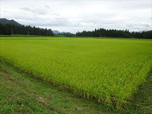 美野原農場の水田