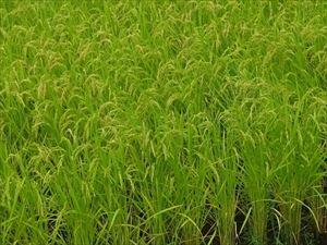 大きくなったイネ
