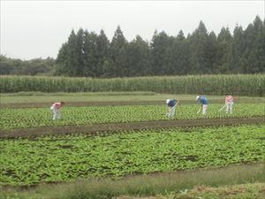 ダイコン畑の管理その１