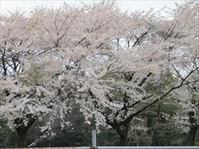 満開の桜