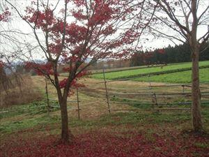 中小動物舎の紅葉