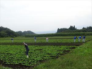 9月中旬の管理の様子