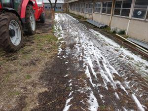 スモール牛舎前の残雪