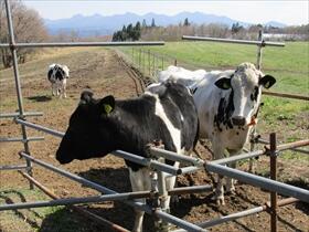 放牧場の乳牛たち2