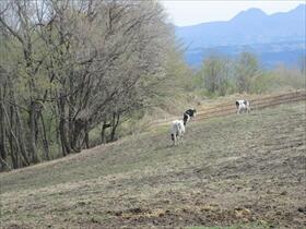 エサ場から離れたところにいる乳牛たち