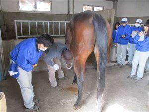 社会人講師（ウマの装蹄）