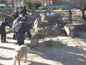 カピパラとのふれあい